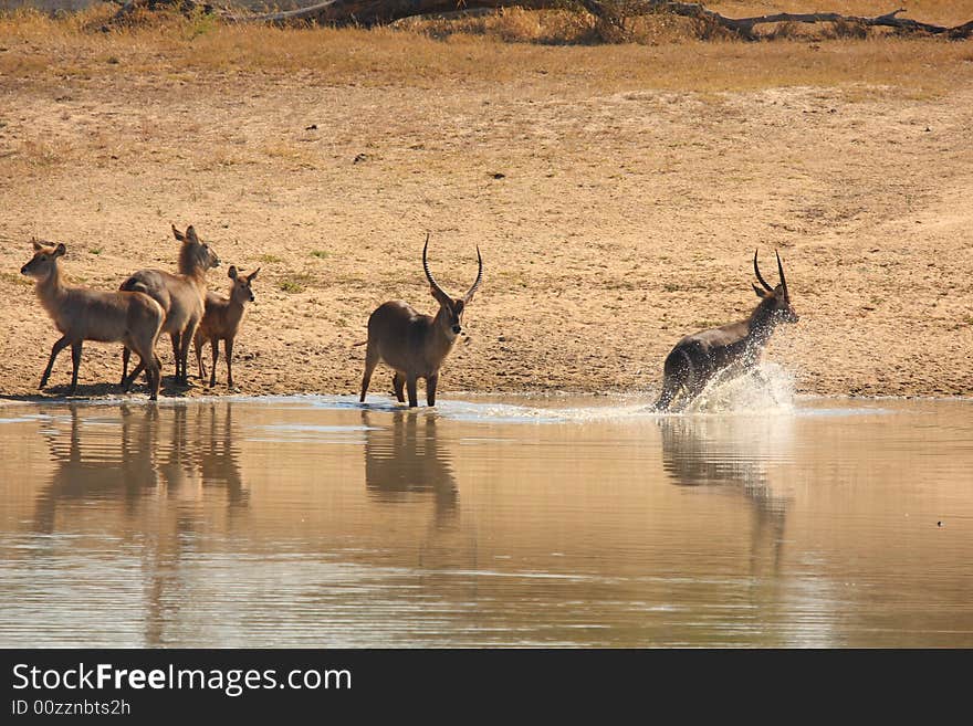 Herd of Waterbuck