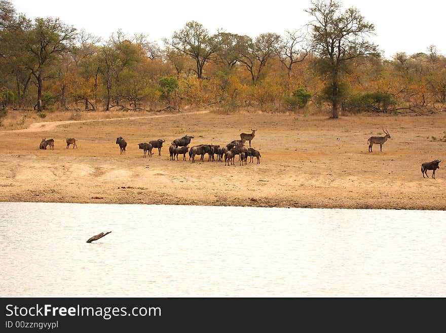 Migration Of Wildebeest