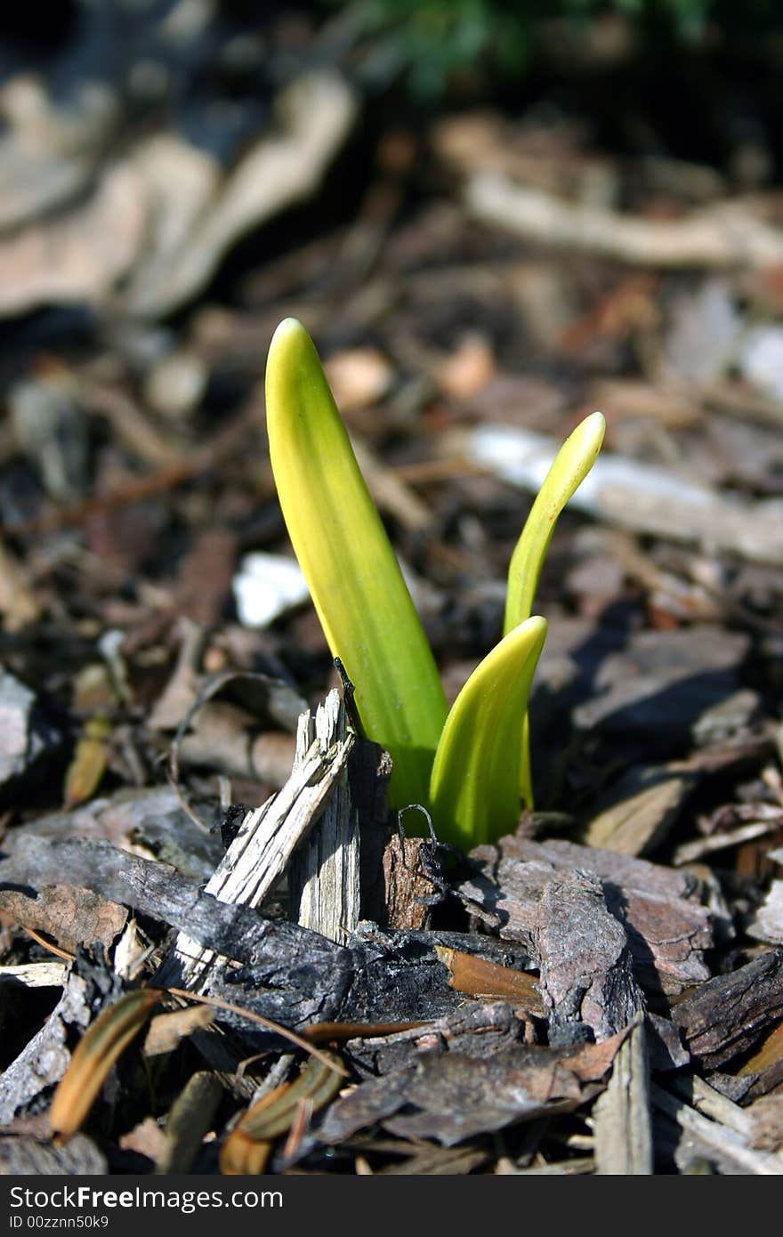 Portrait view in spring season of a new bud