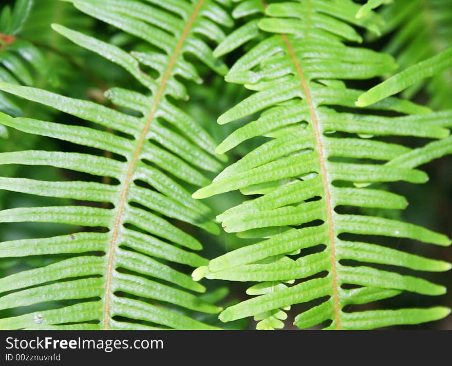 The Leaves Of Fern