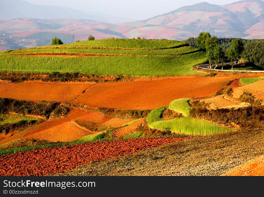 Wheat Field on Red Land