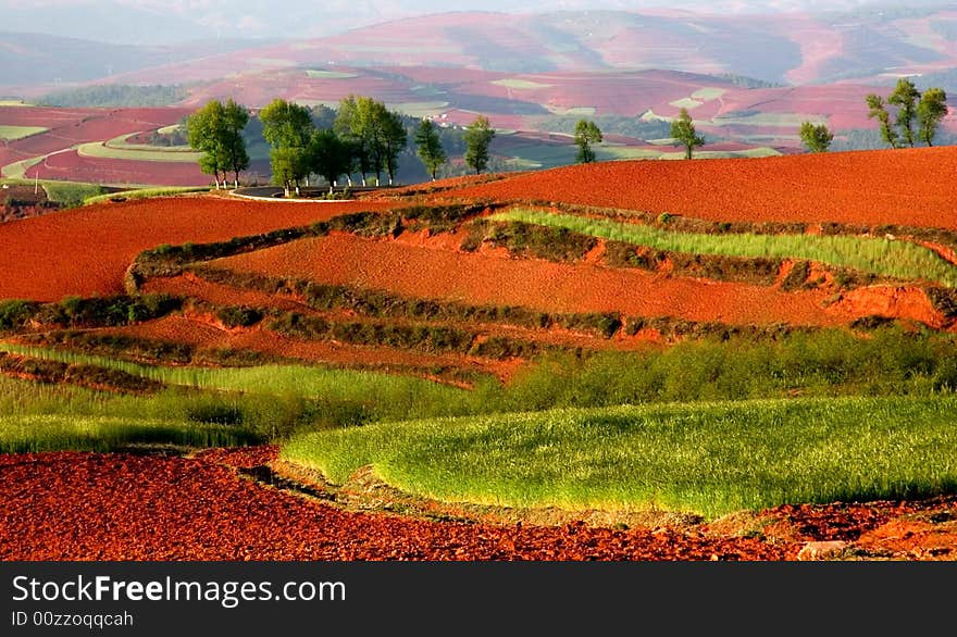 Wheat Field on Red Land