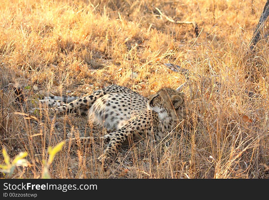 Cheetah