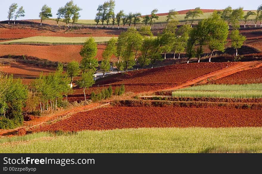 Wheat Field on Red Land