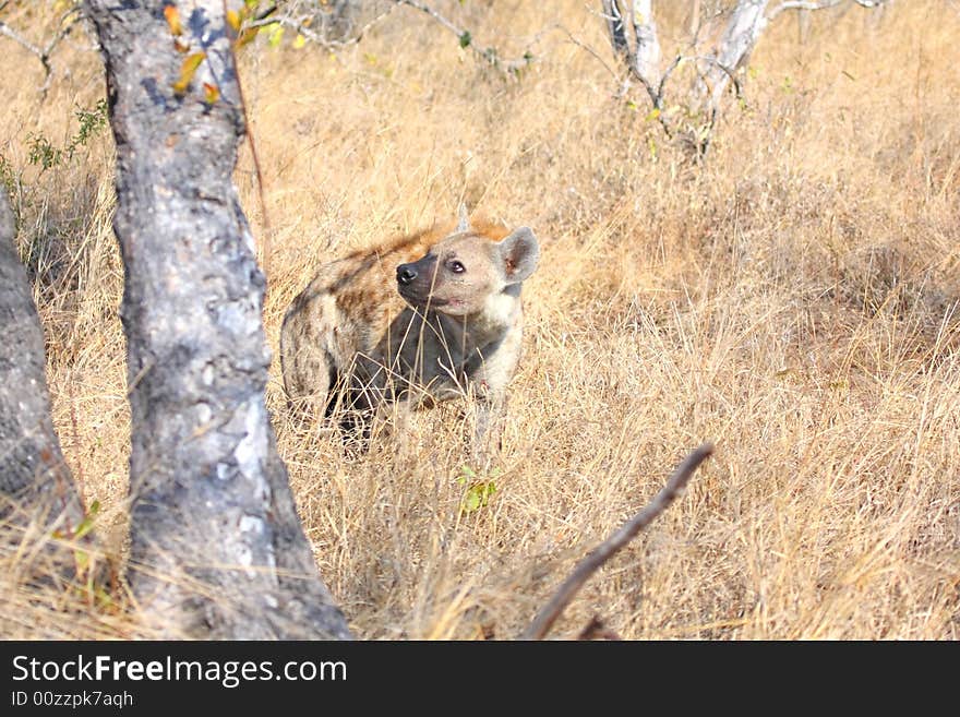 Hyena in Sabi Sands