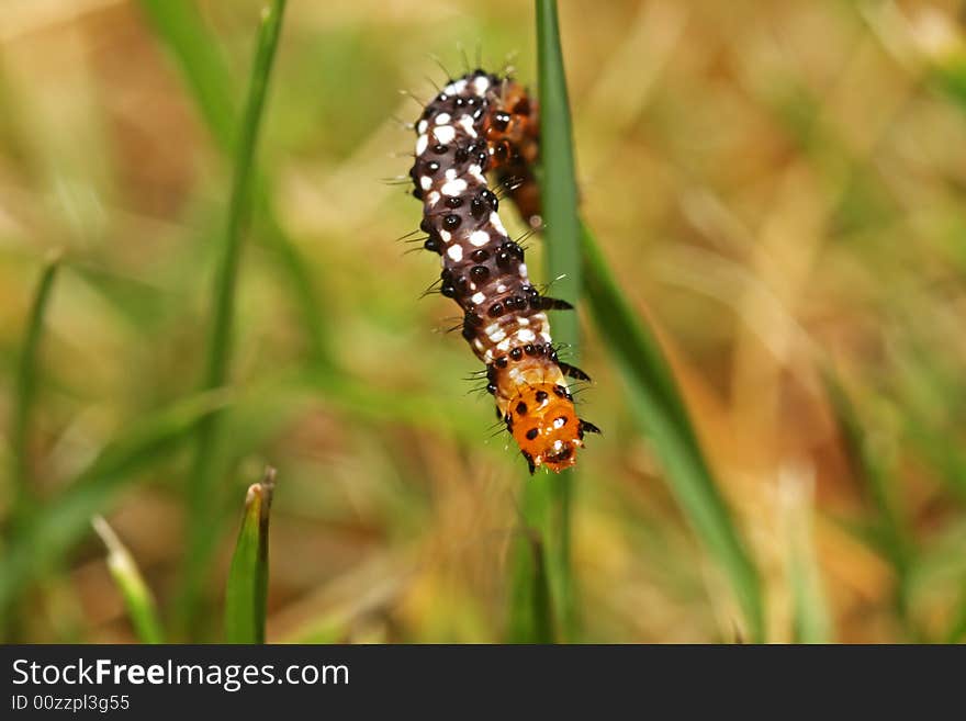 Caterpillar