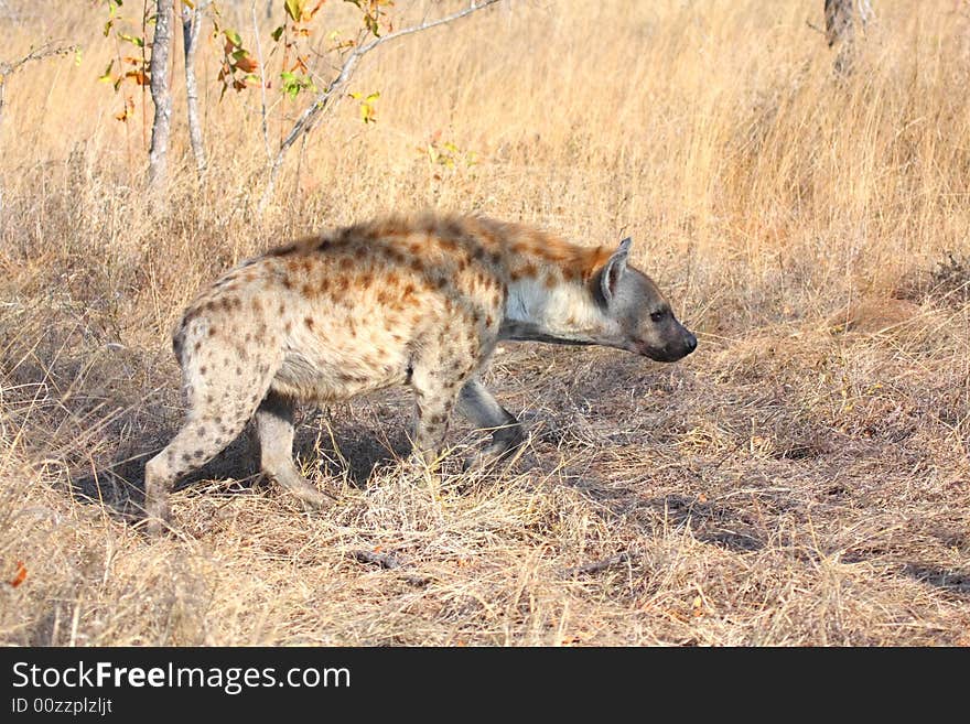 Hyena in Sabi Sands