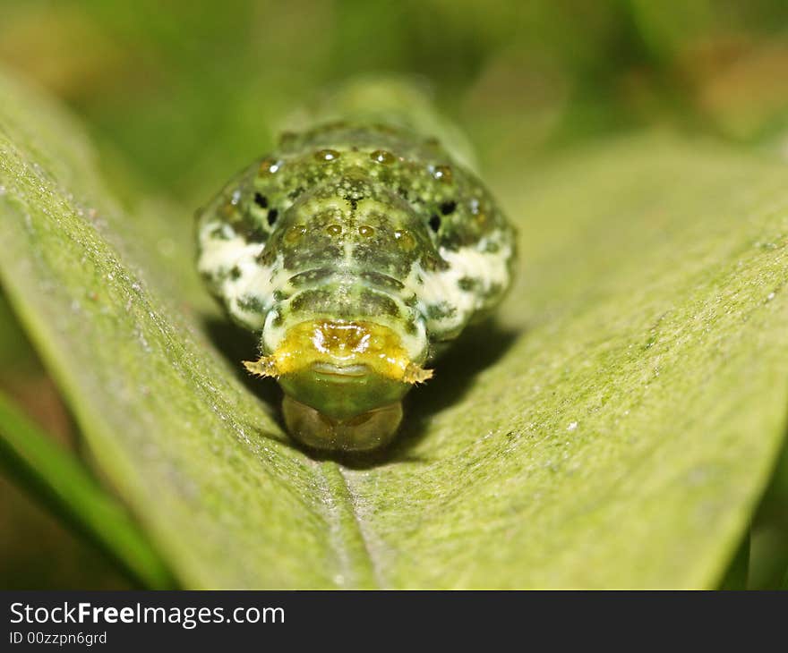 The beauty of the nature will not appares until we discover it.
from this position to watch this little caterpillar, is it like a face of a old man?