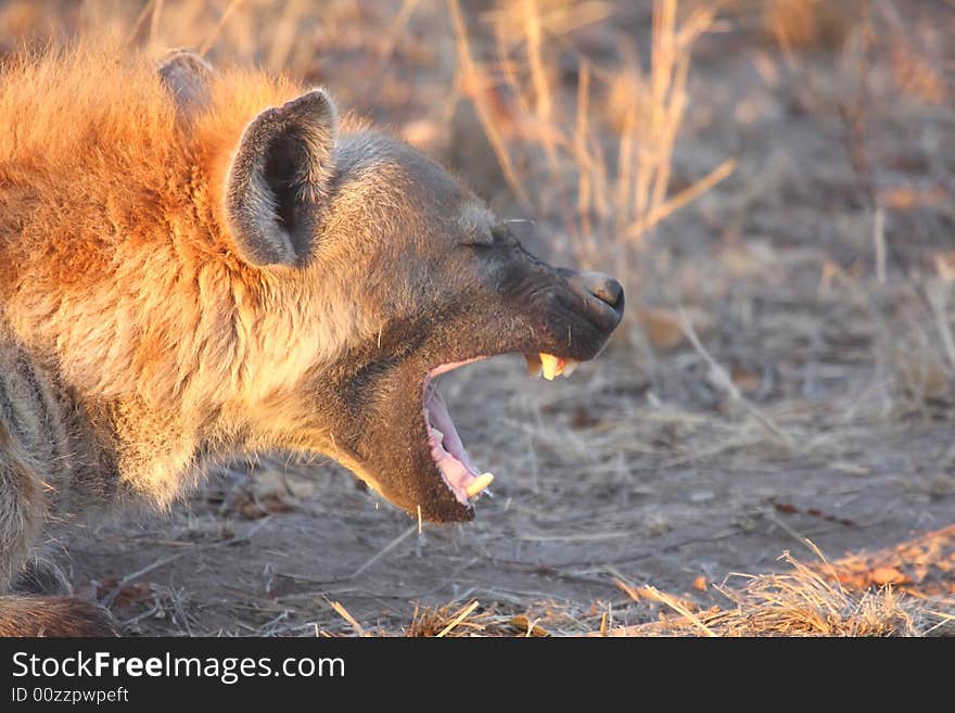 Hyena in Sabi Sands