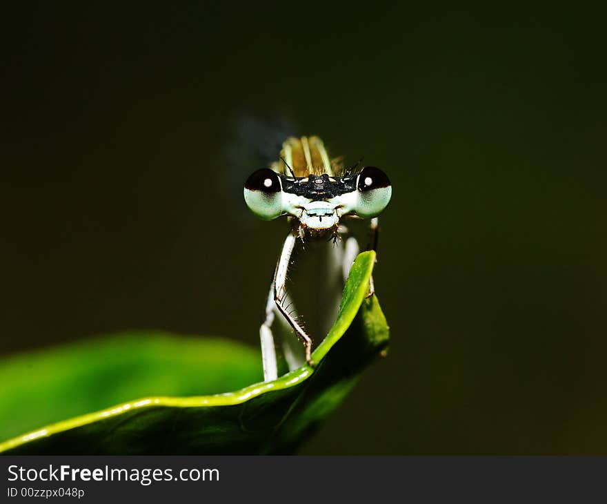 It's a beautiful damselfly, and you can see it's big eyes, shock you~
beautiful or disgusting? It's up to you~up to the way you watch this world