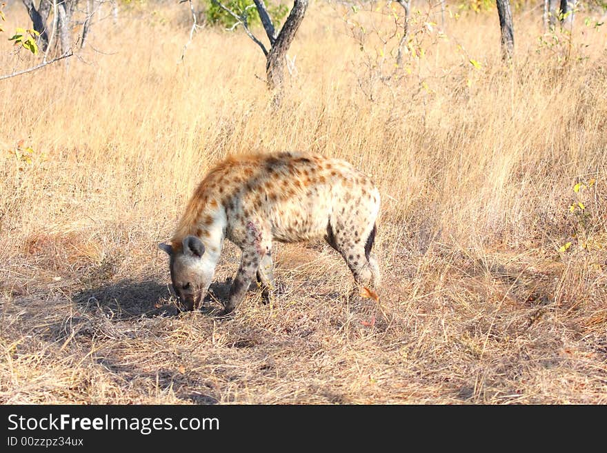 Hyena in Sabi Sands