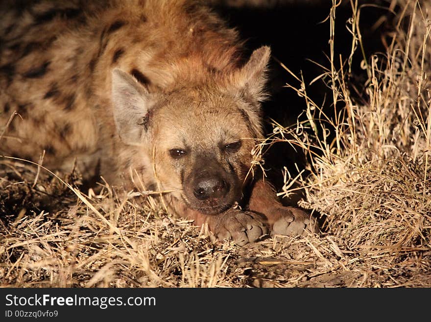 Hyena in Sabi Sands