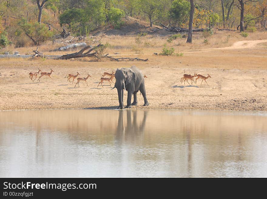 Elephant in the Sabi Sand Reserve. Elephant in the Sabi Sand Reserve