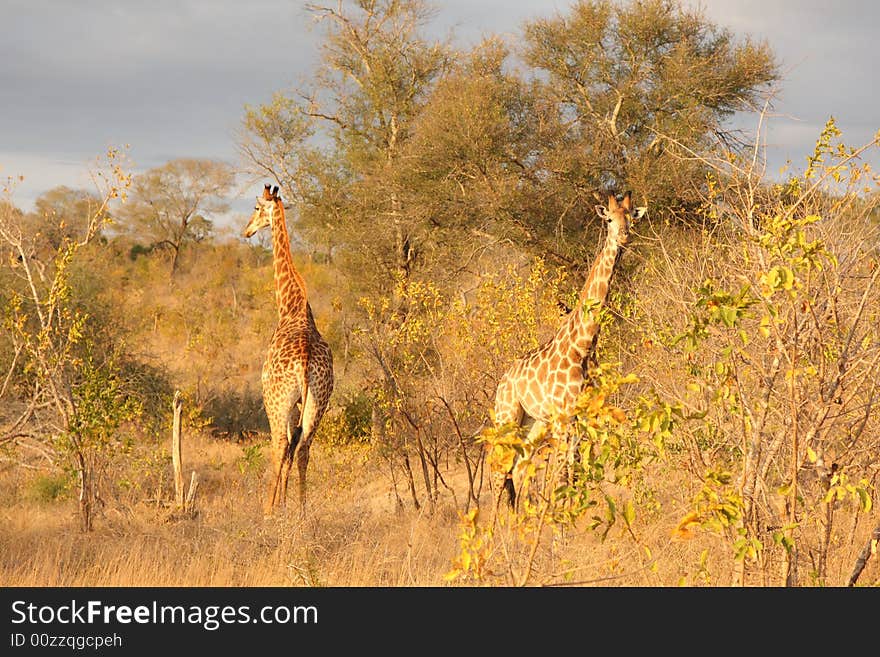 Giraffe In Sabi Sands