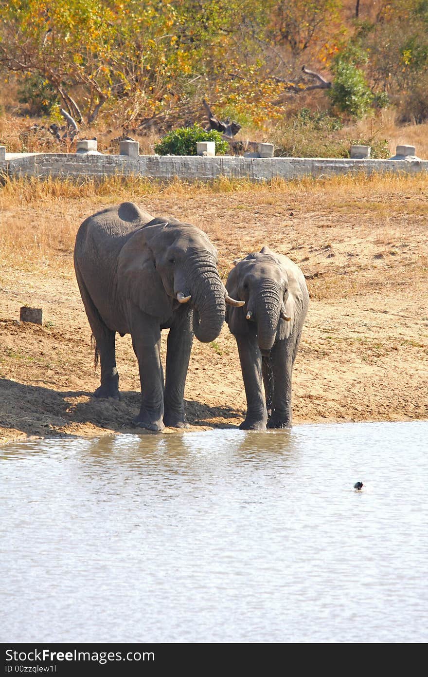 Elephant in Sabi Sands