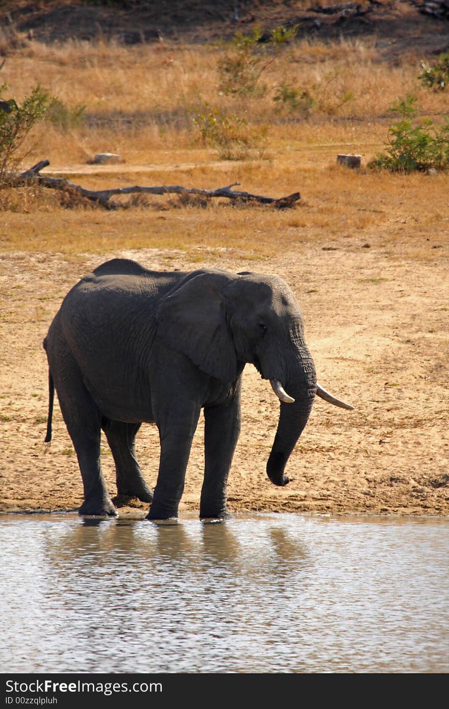 Elephant in the Sabi Sand Reserve. Elephant in the Sabi Sand Reserve