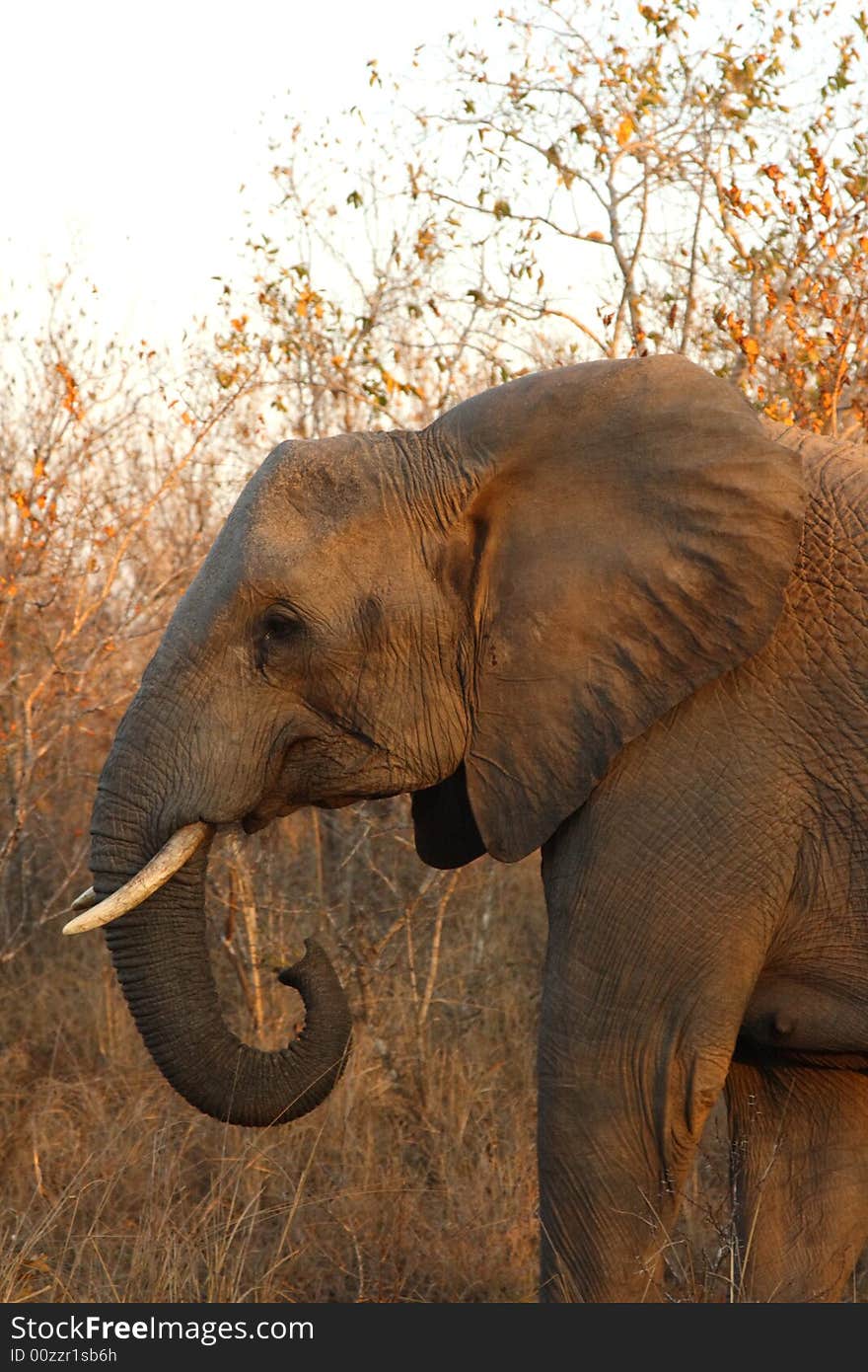 Elephant in the Sabi Sand Reserve. Elephant in the Sabi Sand Reserve