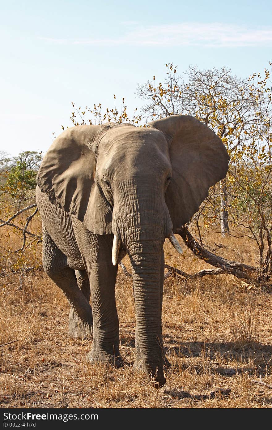 Elephant in the Sabi Sand Reserve. Elephant in the Sabi Sand Reserve