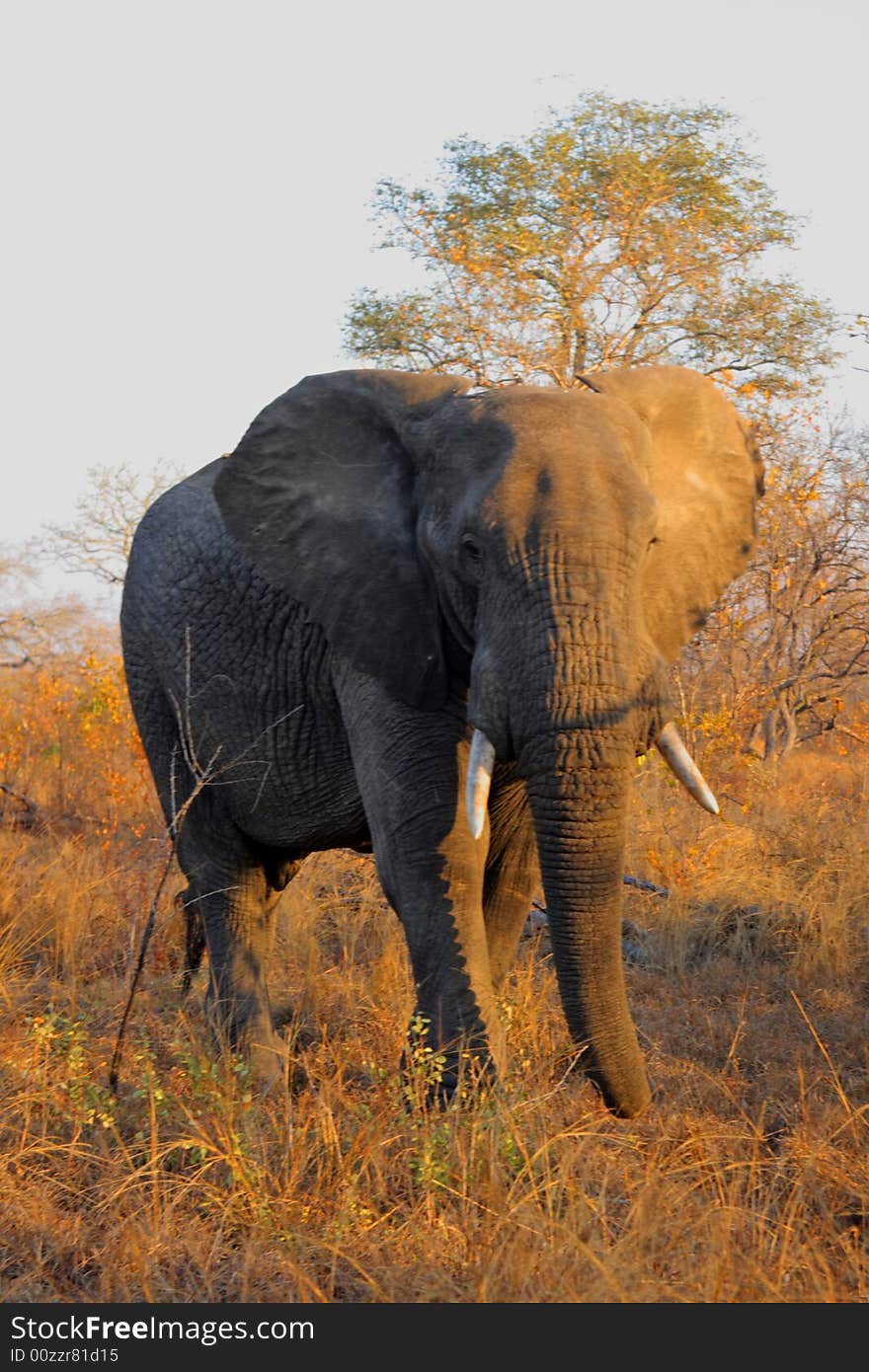 Elephant in Sabi Sands