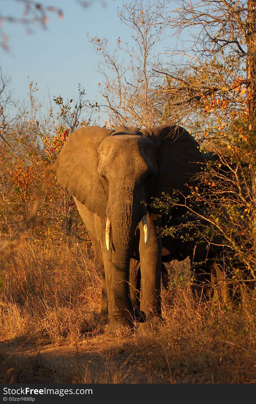 Elephant in Sabi Sands