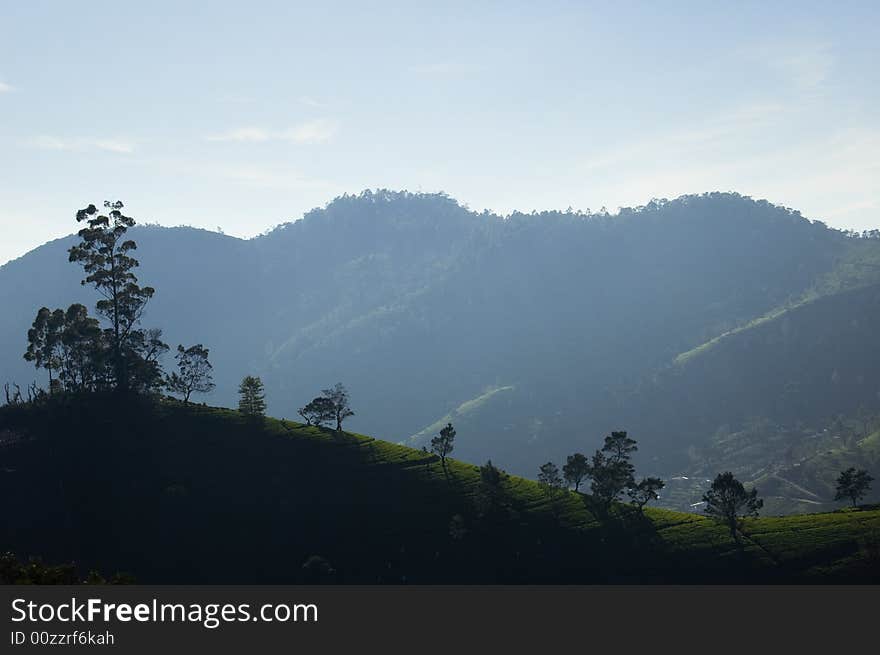 Sunrise on tea plantation