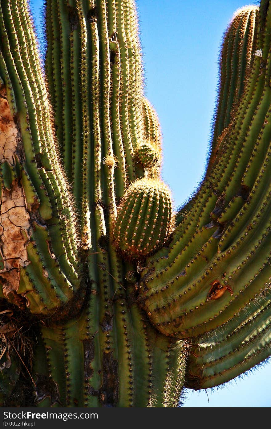 Saguaro Cactus