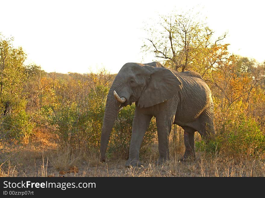 Elephant in Sabi Sands