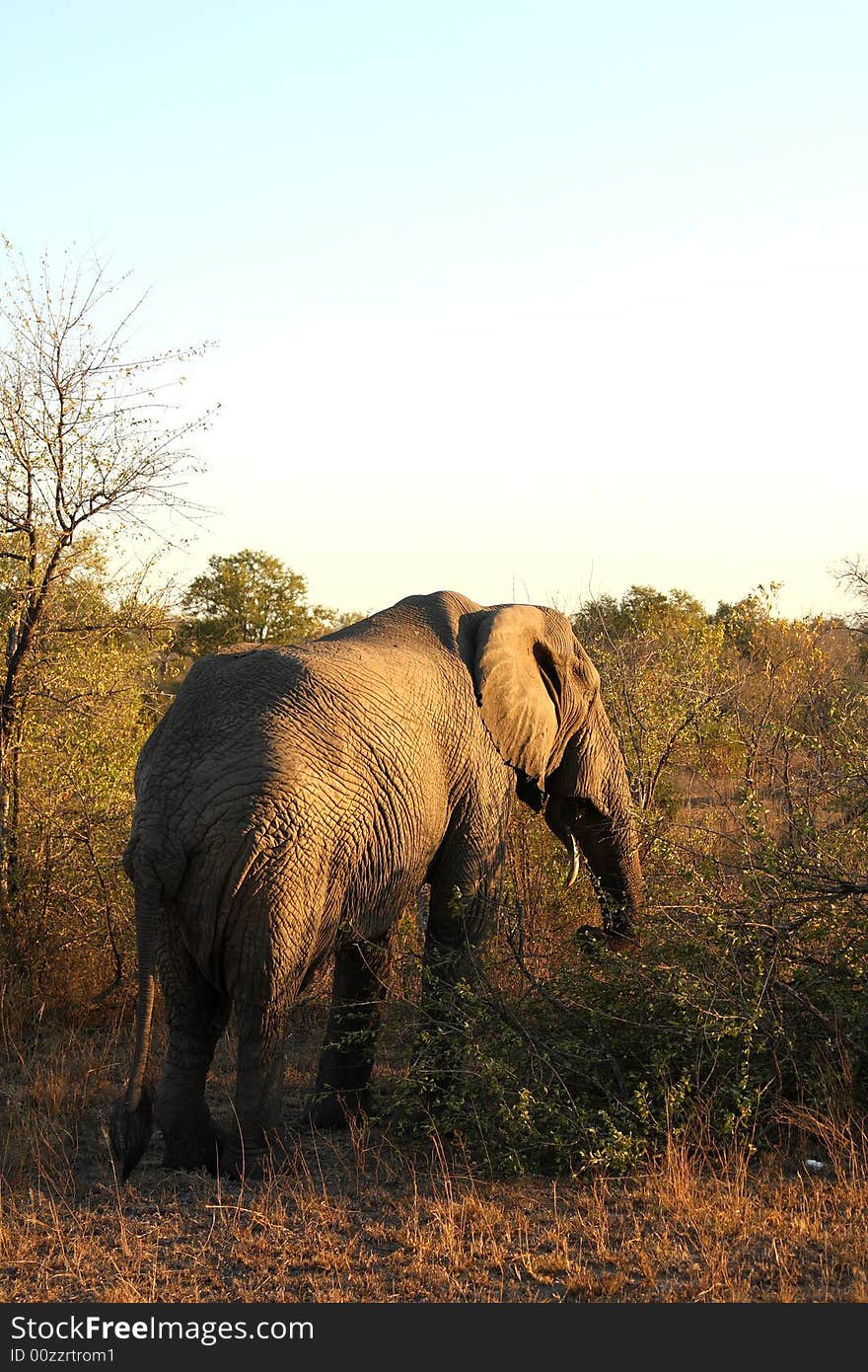 Elephant in the Sabi Sand Reserve. Elephant in the Sabi Sand Reserve