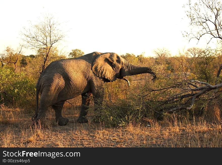 Elephant in the Sabi Sand Reserve. Elephant in the Sabi Sand Reserve