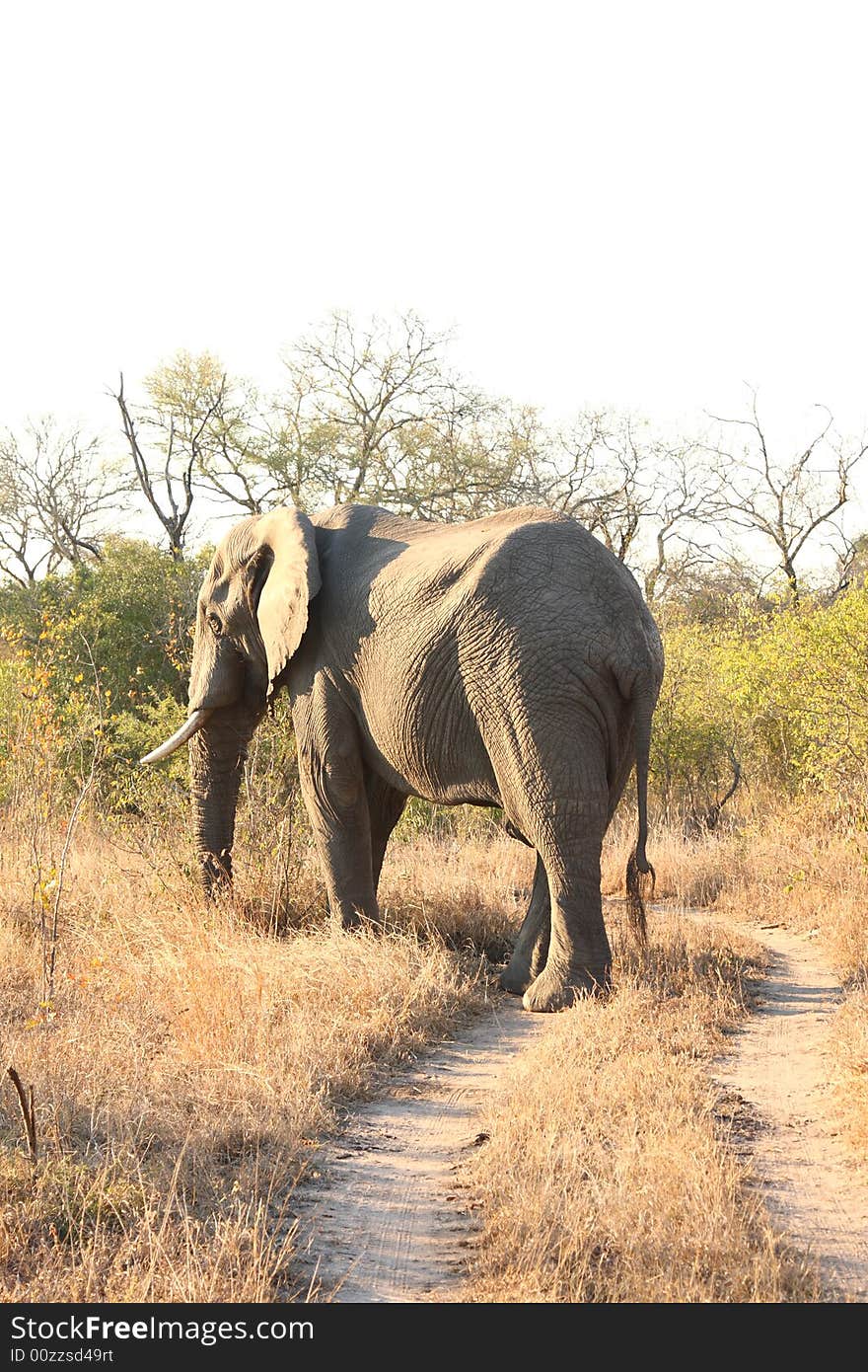 Elephant in the Sabi Sand Reserve. Elephant in the Sabi Sand Reserve