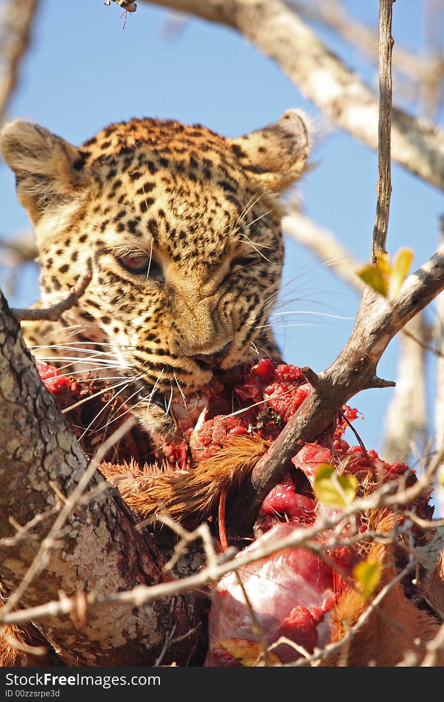 Leopard in a tree with kill