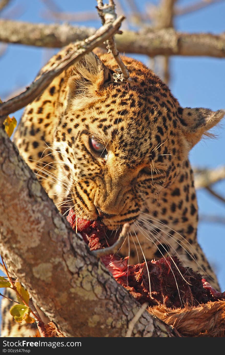 Leopard in a tree with kill in Sabi Sands Reserve