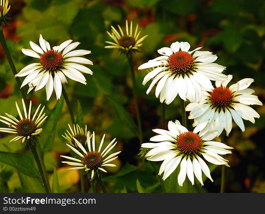 Bunch of white daisies against green background