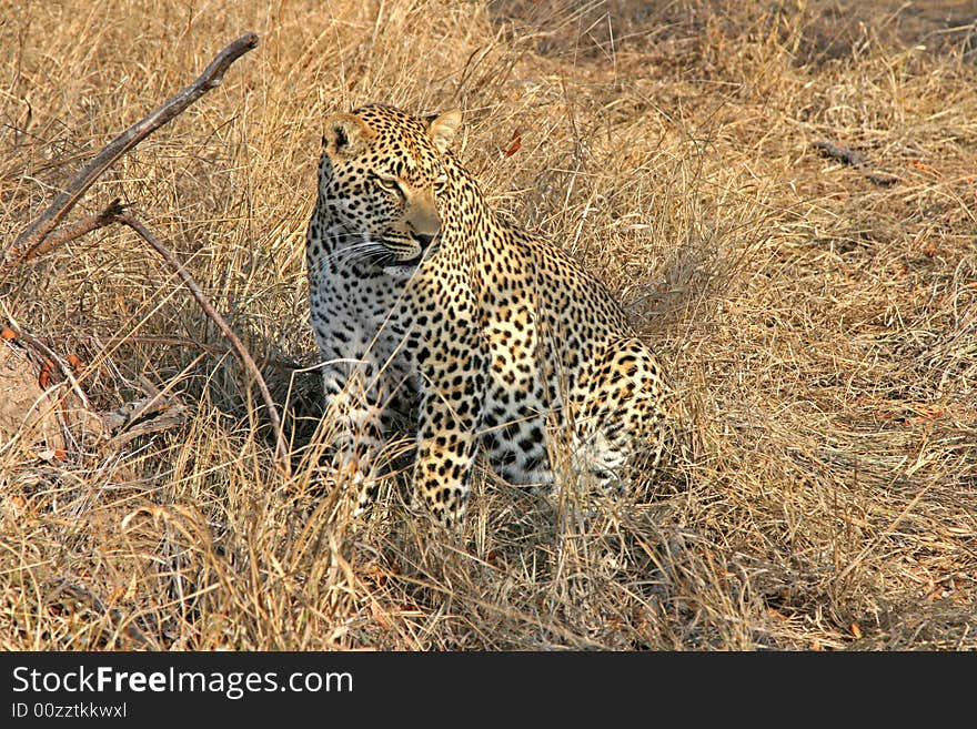 Leopard in the Sabi Sands