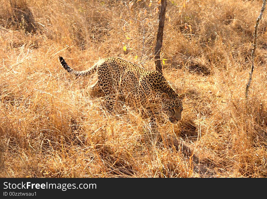 Leopard in the Sabi Sands Reserve