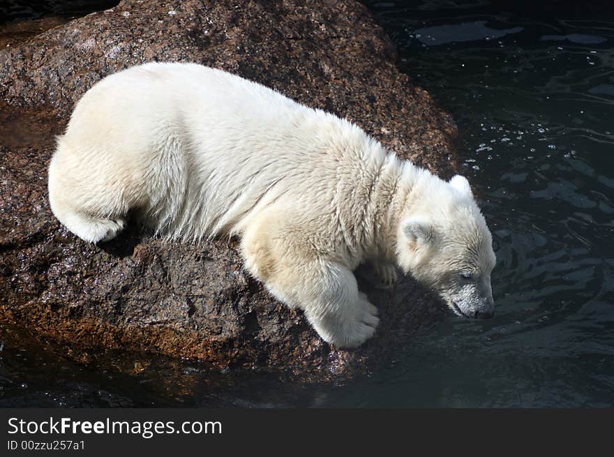 Young white bear cub waiting for fish