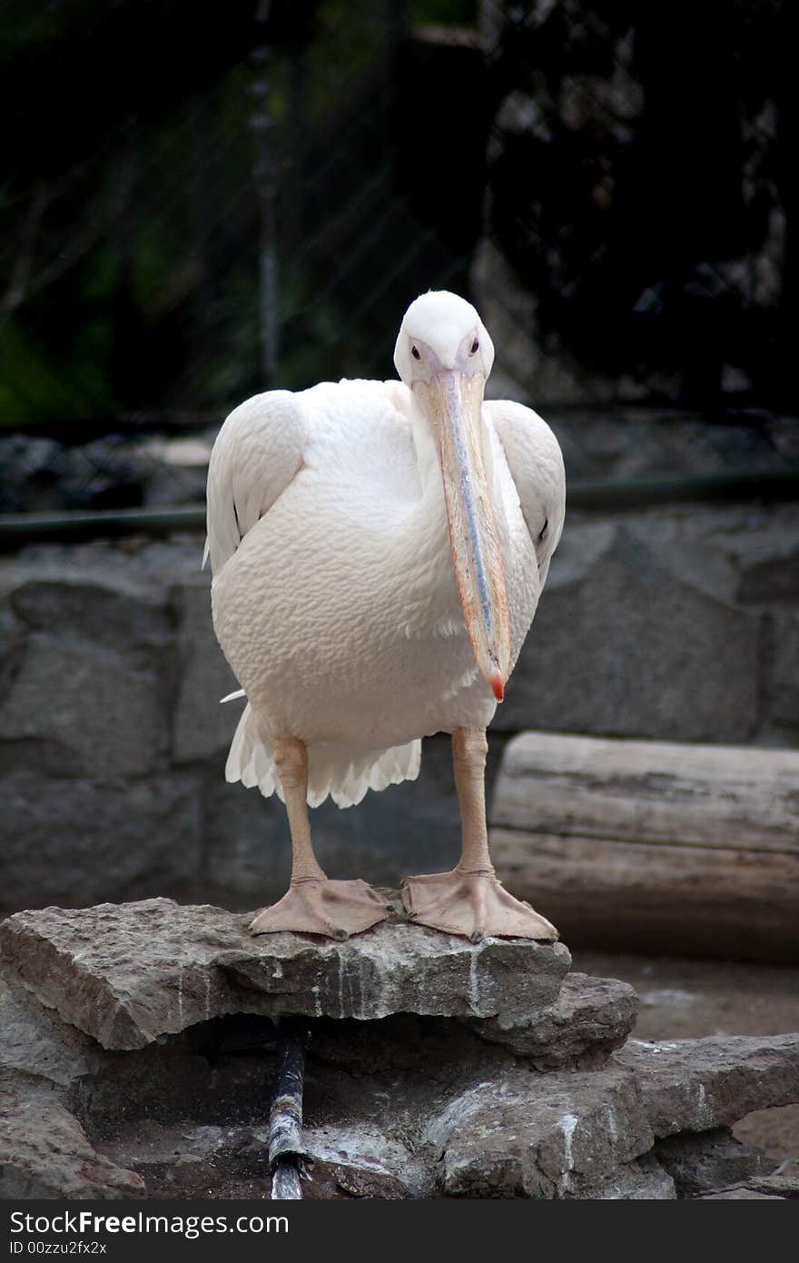 Big white pelican on stone