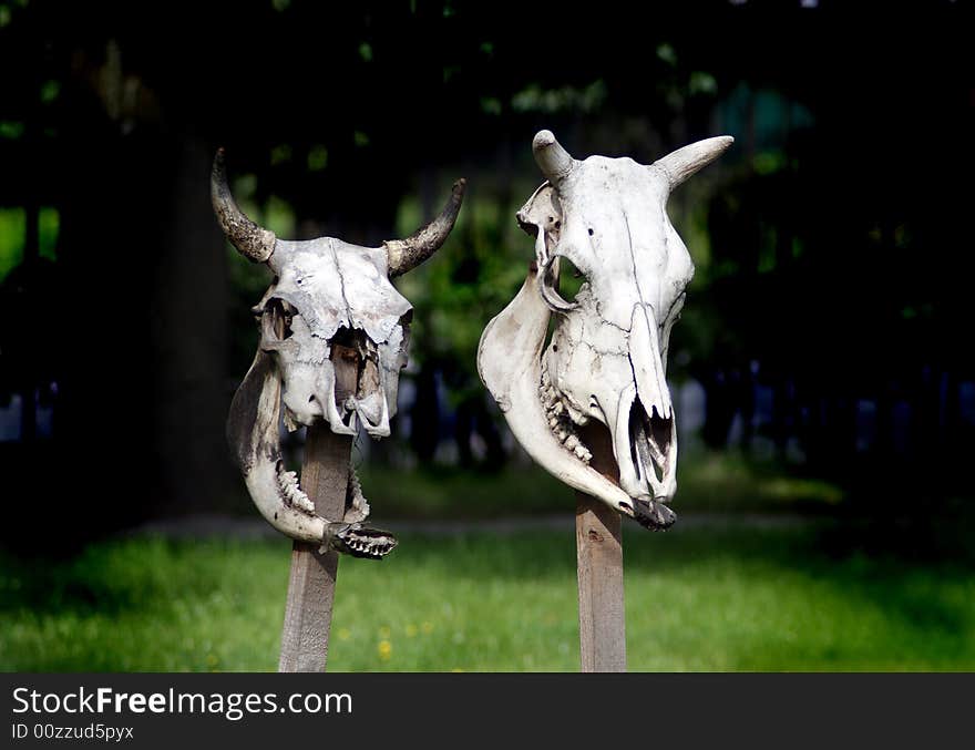 Two cow skulls on sticks