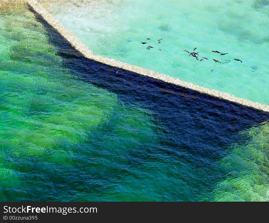 Various marine life swimming together in a body of water. Horizontally framed shot. Various marine life swimming together in a body of water. Horizontally framed shot.