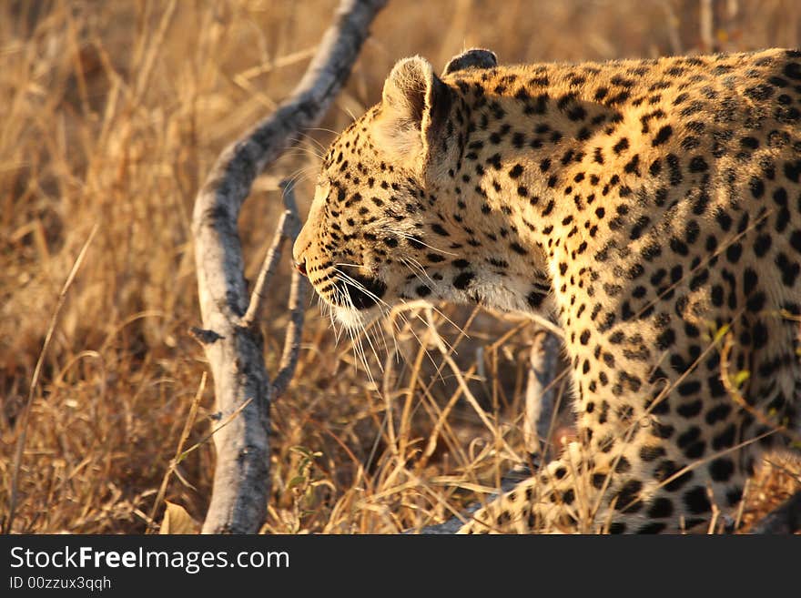 Leopard in the Sabi Sands Reserve