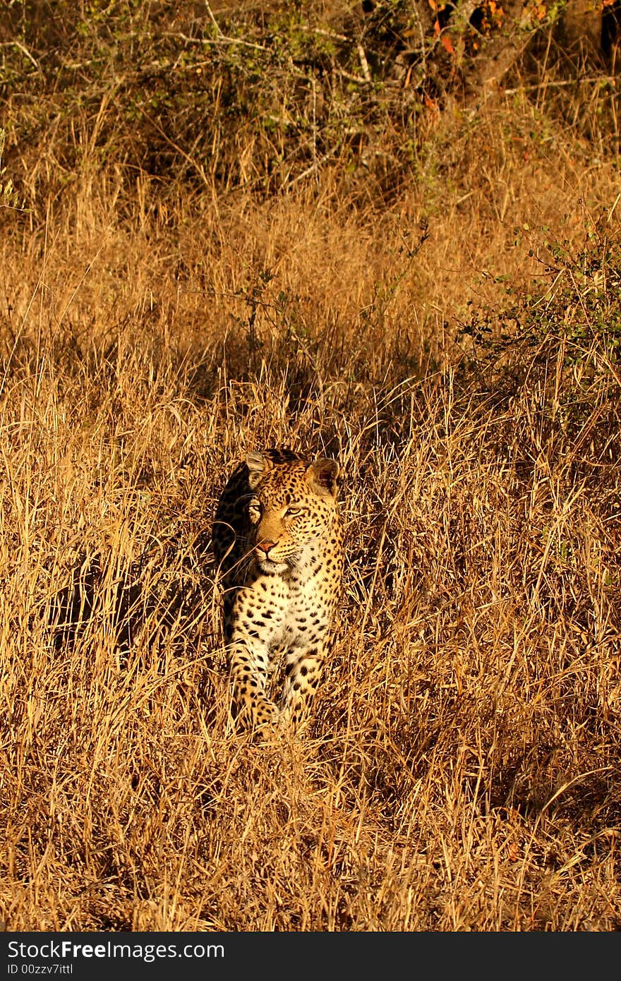 Leopard in the Sabi Sands