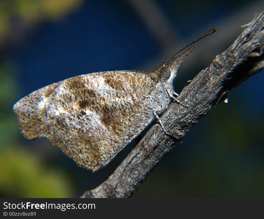 Butterfly Perched On Tree Branch - Horizontal