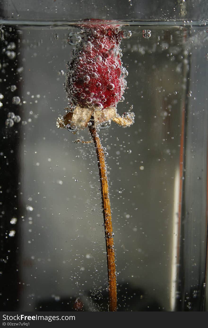 Red dry rose under water in bladder