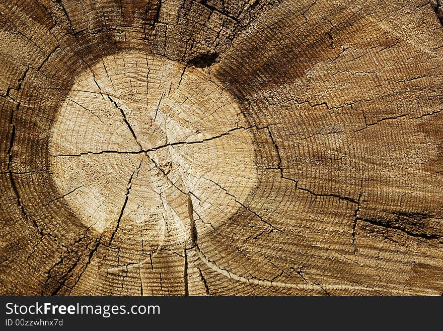 Side view of a cut tree log. Side view of a cut tree log