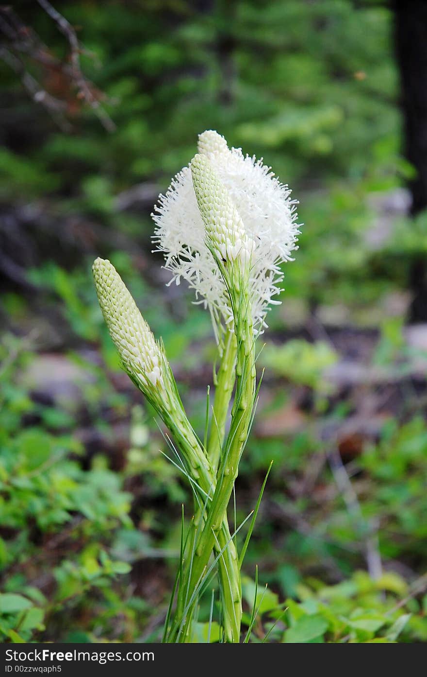 A beargrass in waterton national park, alberta, canada