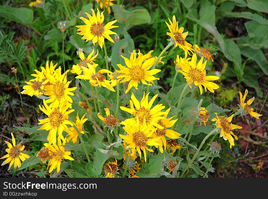 Blooming wild flowers in waterton national park, alberta, canada