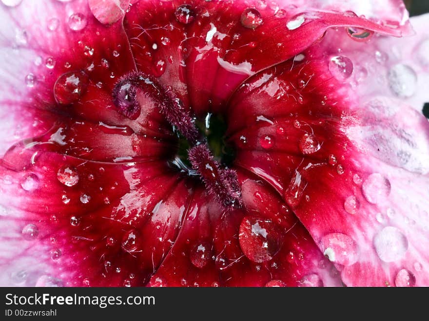 Rain drops on a flower, freshness of morning. Rain drops on a flower, freshness of morning