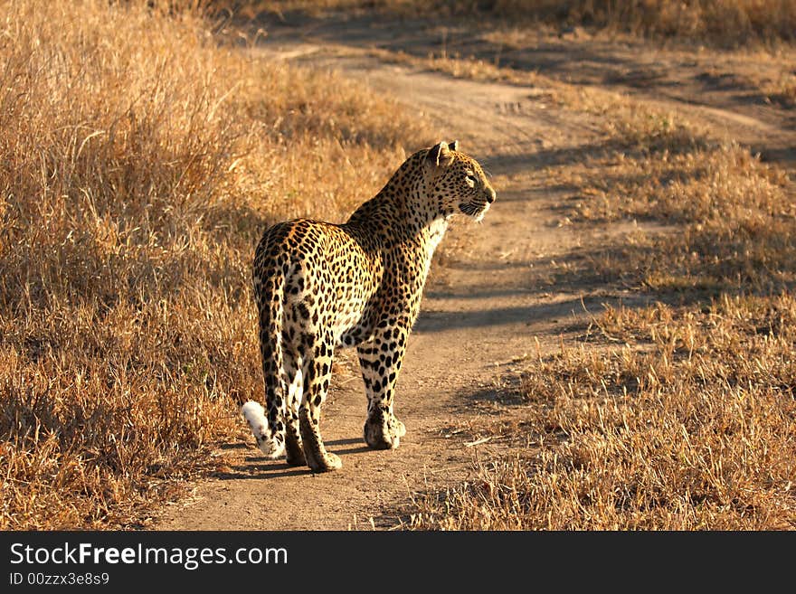 Leopard in the Sabi Sands Reserve