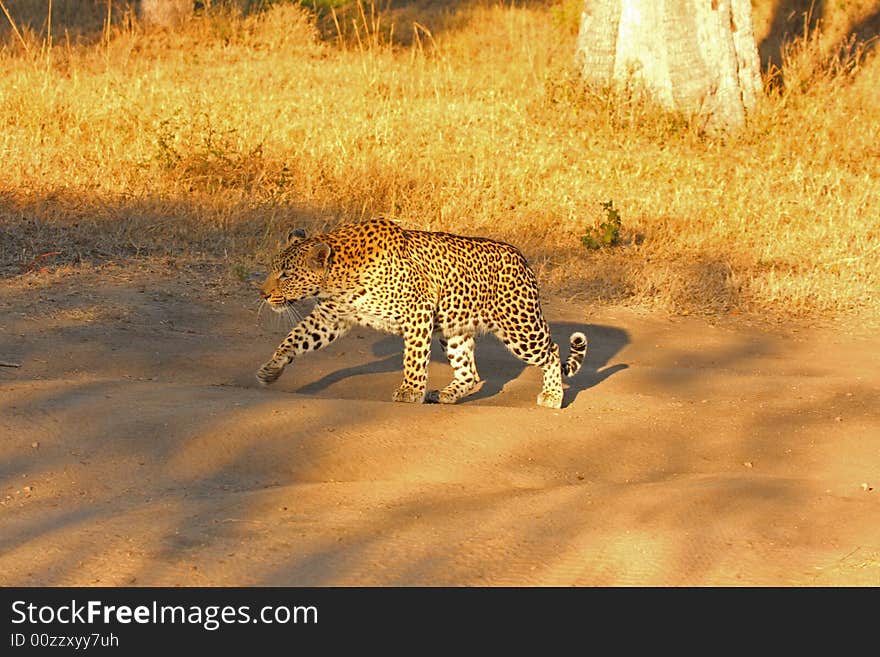 Leopard in the Sabi Sands Reserve