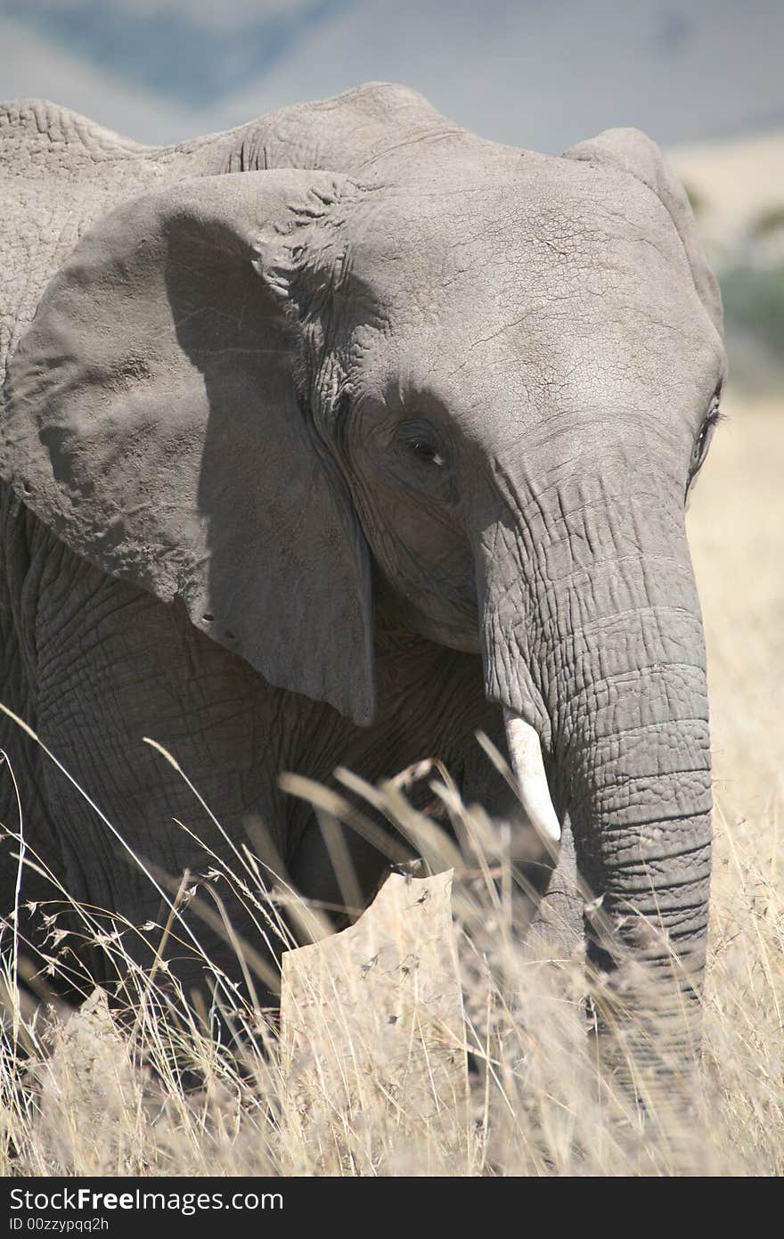 Elephant eating grass in the Masai Mara Reserve (Kenya)